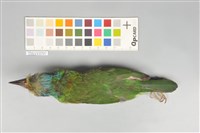 五色鳥藏品圖，第3張